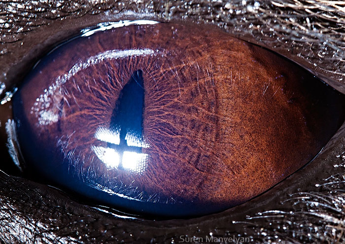 les-plus-beaux-yeux-du-regne-animal-devoiles-dans-ces-cliches-macroscopiques23