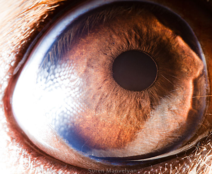 les-plus-beaux-yeux-du-regne-animal-devoiles-dans-ces-cliches-macroscopiques24