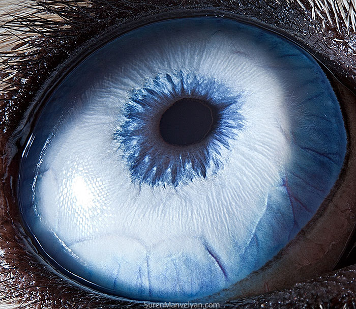 les-plus-beaux-yeux-du-regne-animal-devoiles-dans-ces-cliches-macroscopiques25