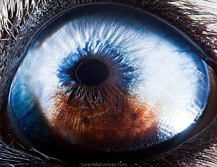 les-plus-beaux-yeux-du-regne-animal-devoiles-dans-ces-cliches-macroscopiques26