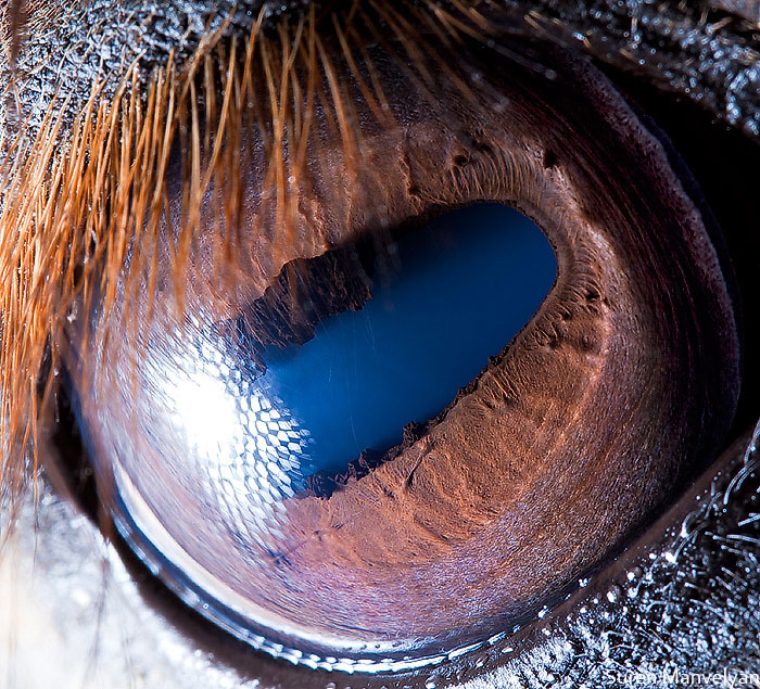 les-plus-beaux-yeux-du-regne-animal-devoiles-dans-ces-cliches-macroscopiques27