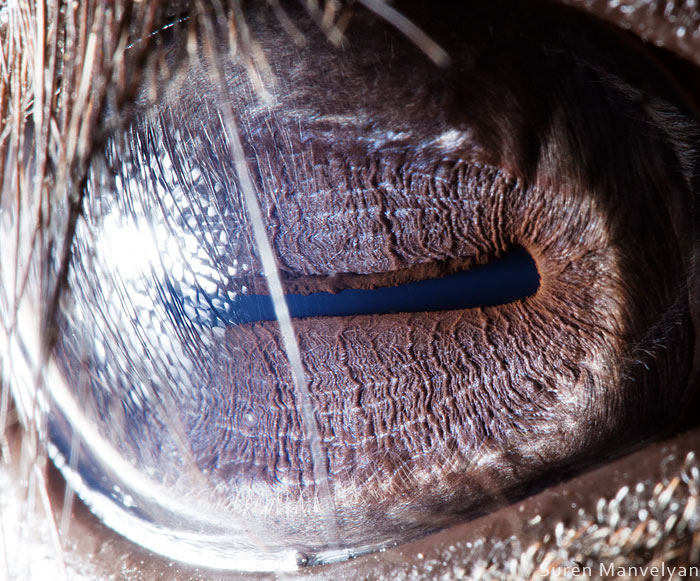 les-plus-beaux-yeux-du-regne-animal-devoiles-dans-ces-cliches-macroscopiques28