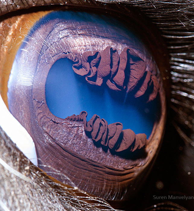 les-plus-beaux-yeux-du-regne-animal-devoiles-dans-ces-cliches-macroscopiques29