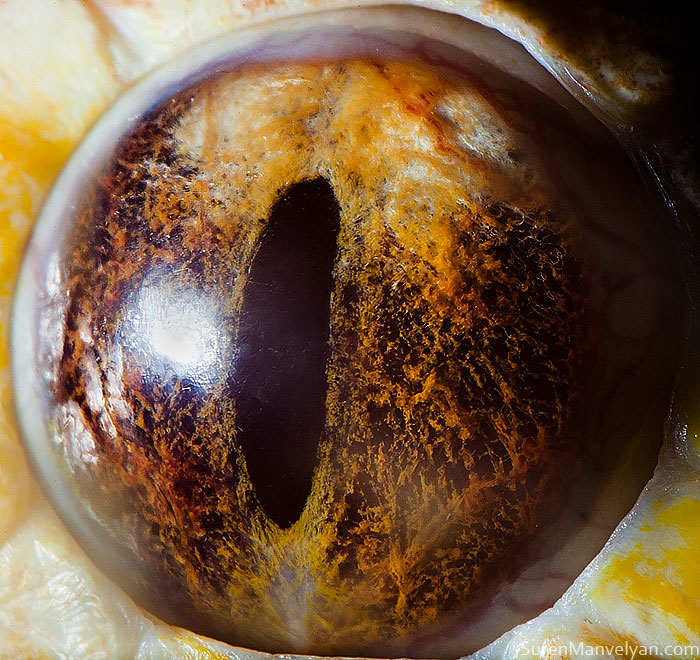les-plus-beaux-yeux-du-regne-animal-devoiles-dans-ces-cliches-macroscopiques3