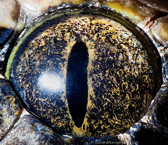 les-plus-beaux-yeux-du-regne-animal-devoiles-dans-ces-cliches-macroscopiques4