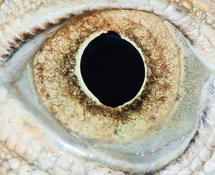 les-plus-beaux-yeux-du-regne-animal-devoiles-dans-ces-cliches-macroscopiques5