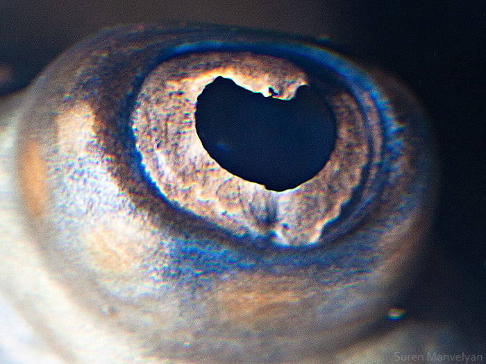 les-plus-beaux-yeux-du-regne-animal-devoiles-dans-ces-cliches-macroscopiques6