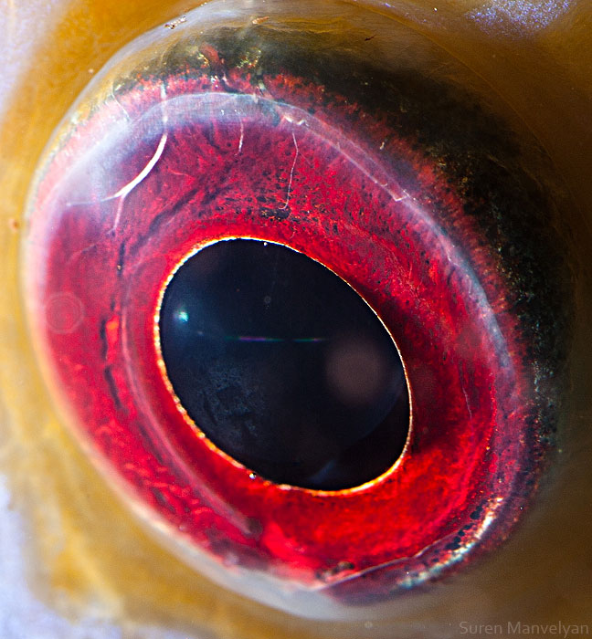 les-plus-beaux-yeux-du-regne-animal-devoiles-dans-ces-cliches-macroscopiques7