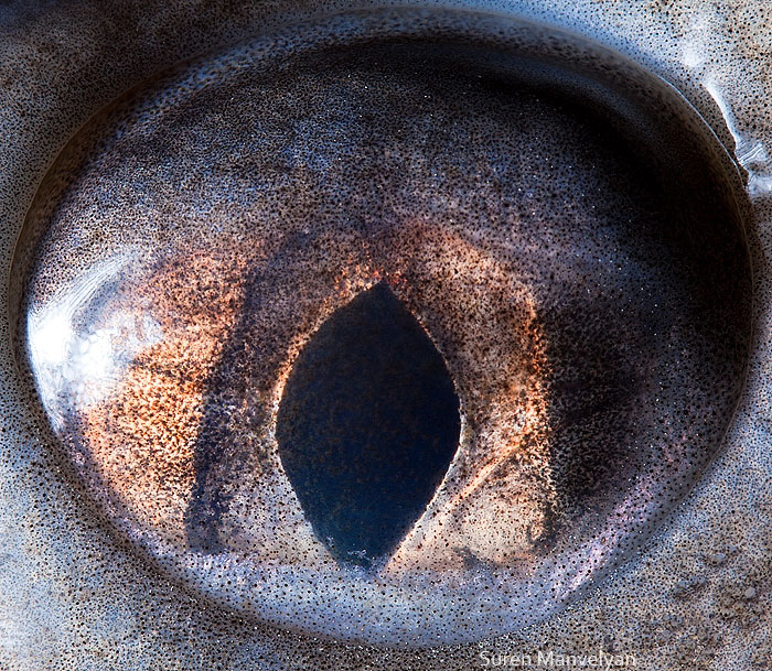 les-plus-beaux-yeux-du-regne-animal-devoiles-dans-ces-cliches-macroscopiques9