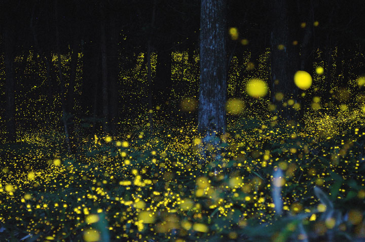longue-exposition-des-paysages-japonais-illumines-par-le-voyage-des-lucioles11