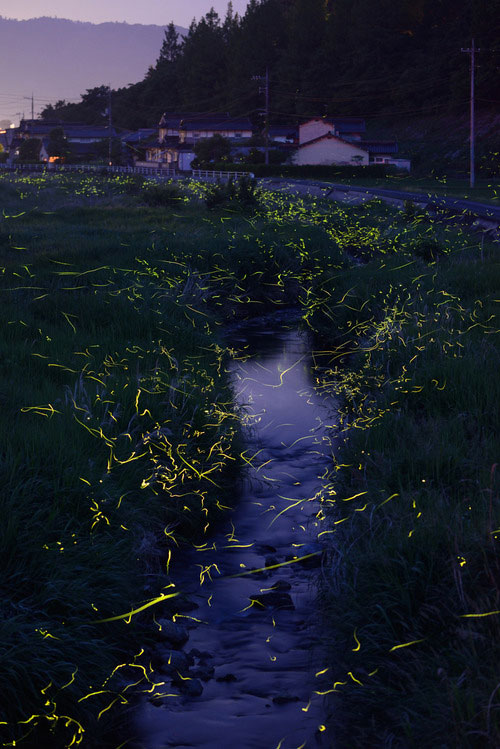 longue-exposition-des-paysages-japonais-illumines-par-le-voyage-des-lucioles11