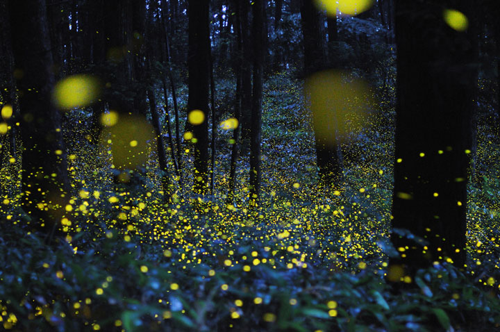 longue-exposition-des-paysages-japonais-illumines-par-le-voyage-des-lucioles13