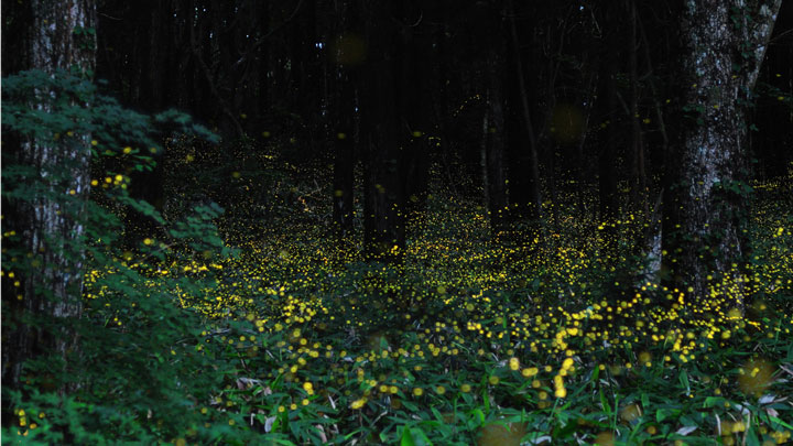 longue-exposition-des-paysages-japonais-illumines-par-le-voyage-des-lucioles14