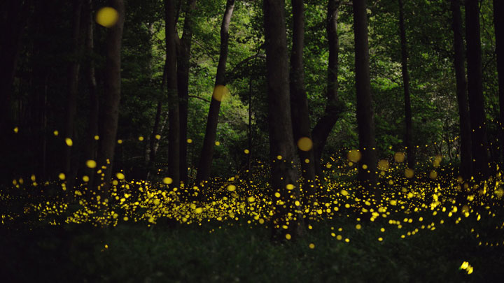 longue-exposition-des-paysages-japonais-illumines-par-le-voyage-des-lucioles15