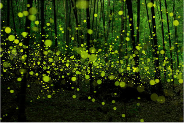 longue-exposition-des-paysages-japonais-illumines-par-le-voyage-des-lucioles2