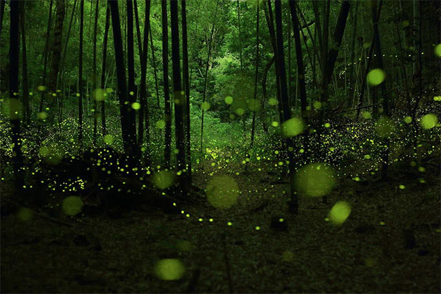 longue-exposition-des-paysages-japonais-illumines-par-le-voyage-des-lucioles4