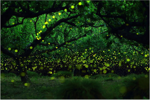 longue-exposition-des-paysages-japonais-illumines-par-le-voyage-des-lucioles4