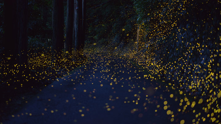longue-exposition-des-paysages-japonais-illumines-par-le-voyage-des-lucioles6