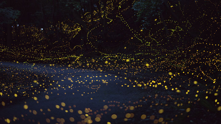 longue-exposition-des-paysages-japonais-illumines-par-le-voyage-des-lucioles7