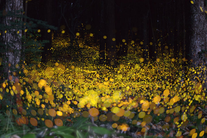 longue-exposition-des-paysages-japonais-illumines-par-le-voyage-des-lucioles7