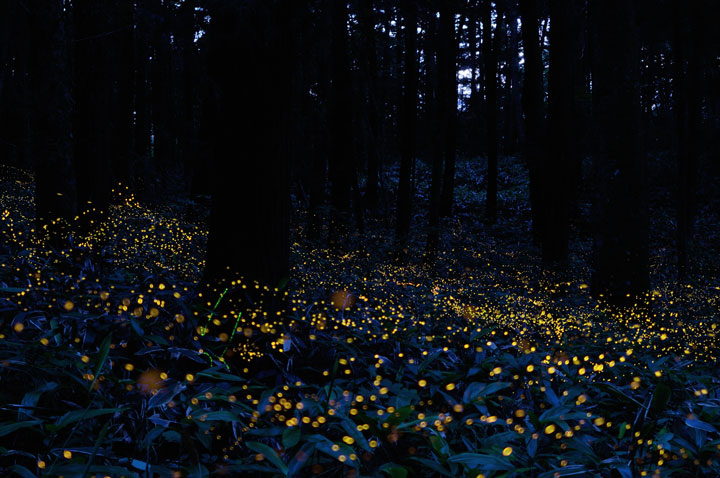 longue-exposition-des-paysages-japonais-illumines-par-le-voyage-des-lucioles8
