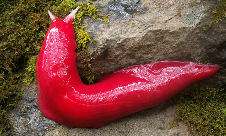 cette-limace-rose-fluo-ressemble-etrangement-a-un-piment-rouge-une