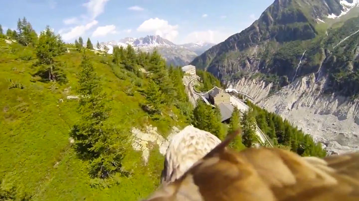 cette-video-prise-depuis-le-dos-dun-aigle-en-plein-vol-est-la-chose-la-plus-majestueuse-que-vous-verrez-aujourdhui-5