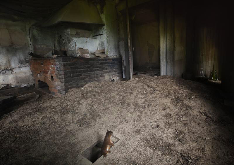 une-maison-abandonnee-dans-les-bois-envahie-par-des-dizaines-d-animaux-en-tous-genres12