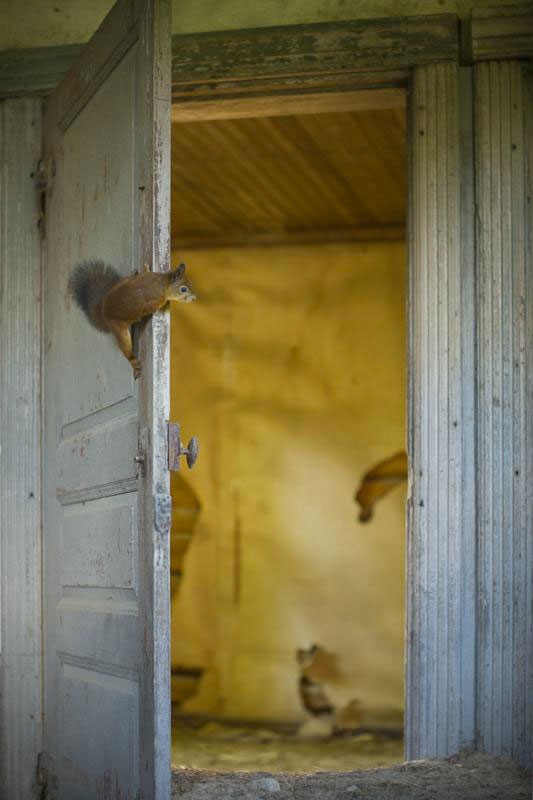 une-maison-abandonnee-dans-les-bois-envahie-par-des-dizaines-d-animaux-en-tous-genres14