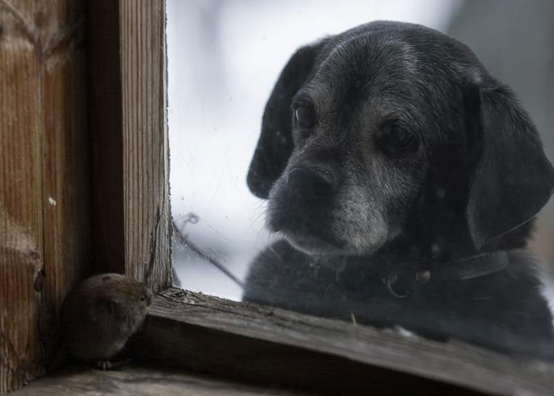une-maison-abandonnee-dans-les-bois-envahie-par-des-dizaines-d-animaux-en-tous-genres15