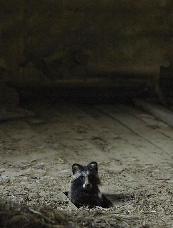 une-maison-abandonnee-dans-les-bois-envahie-par-des-dizaines-d-animaux-en-tous-genres19