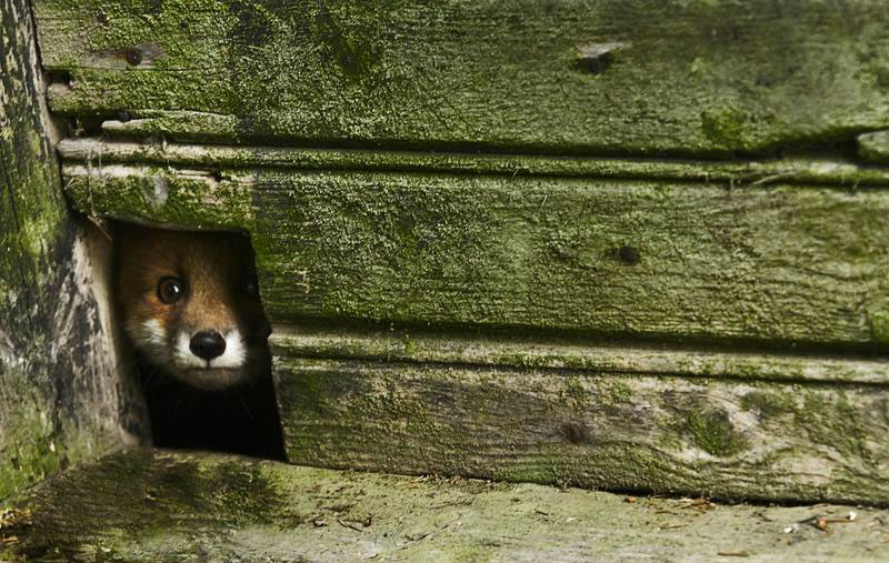 une-maison-abandonnee-dans-les-bois-envahie-par-des-dizaines-d-animaux-en-tous-genres21