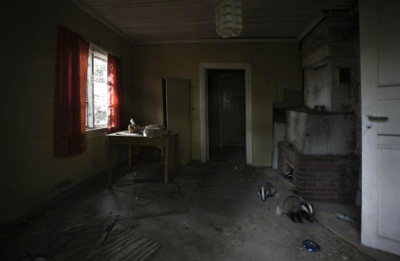 une-maison-abandonnee-dans-les-bois-envahie-par-des-dizaines-d-animaux-en-tous-genres4