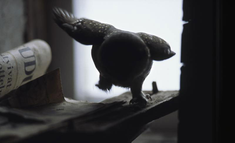 une-maison-abandonnee-dans-les-bois-envahie-par-des-dizaines-d-animaux-en-tous-genres6