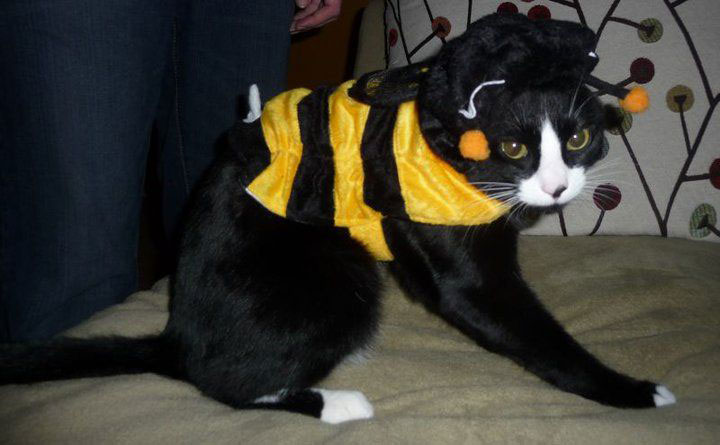 19-photographies-de-chats-victimes-de-la-passion-delirante-de-leurs-maitres-pour-halloween14