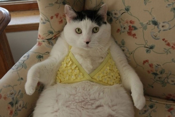 19-photographies-de-chats-victimes-de-la-passion-delirante-de-leurs-maitres-pour-halloween8