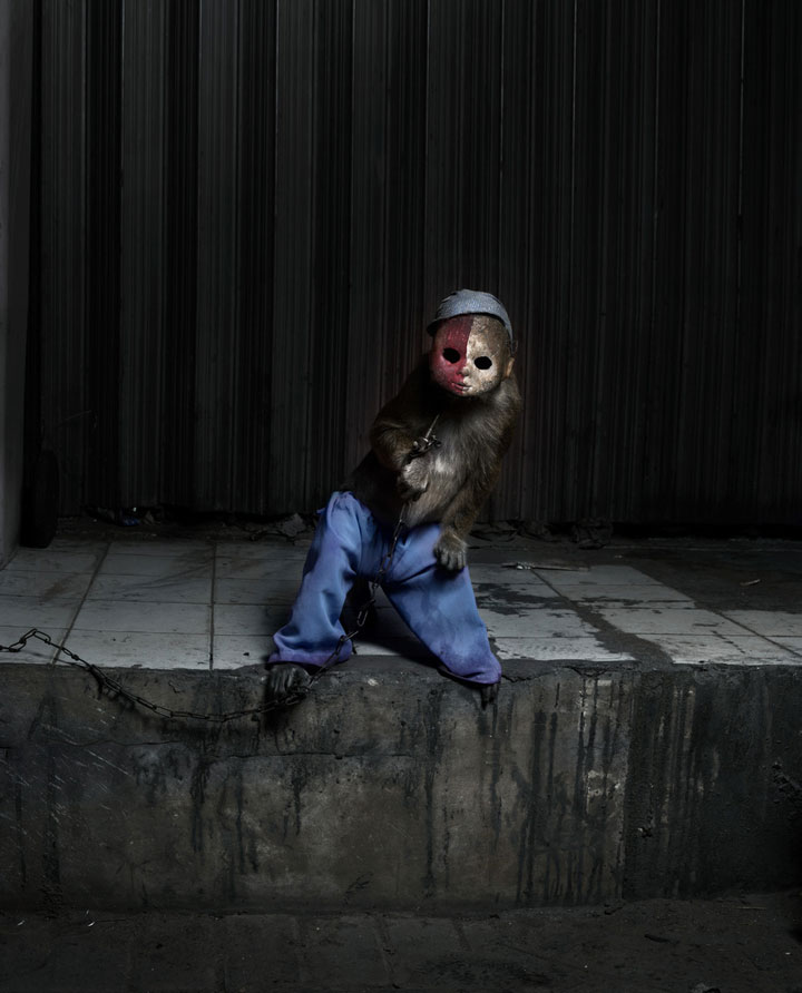 decouvrez-ces-photographies-derangeantes-des-singes-de-jakarta-utilises-par-des-hommes-pour-faire-la-manche14