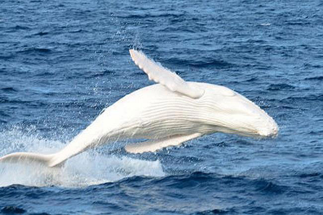 dites-bonjour-a-migaloo-la-majestueuse-baleine-a-bosse-albinos-la-plus-connue-daustralie9