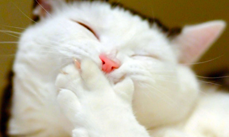 les-humains-nont-qua-bien-se-tenir-19-animaux-qui-nhesitent-pas-a-se-moquer-de-nous-une