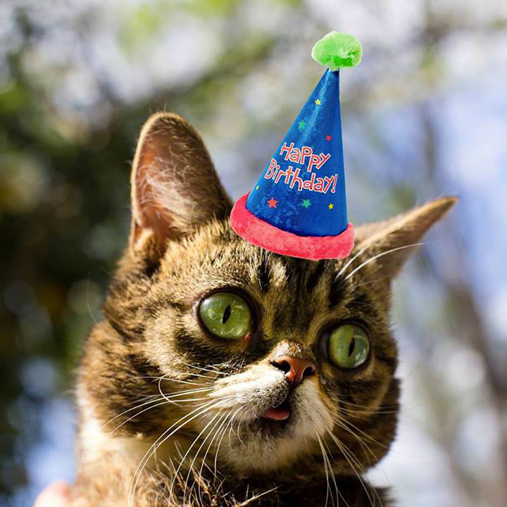 voici-lil-bub-le-chat-le-plus-mignon-du-web-qui-vous-fera-fondre-de-tendresse10