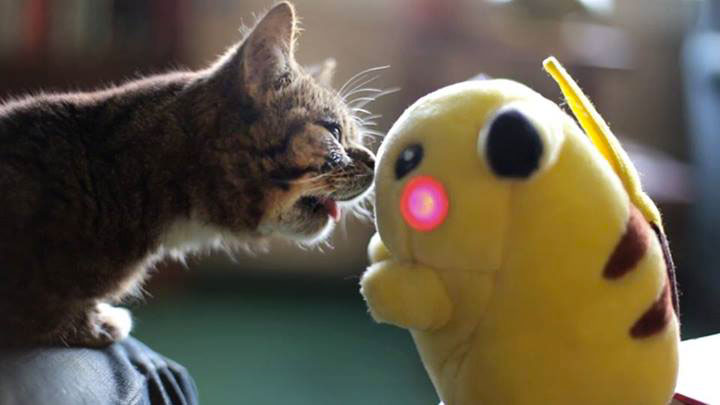 voici-lil-bub-le-chat-le-plus-mignon-du-web-qui-vous-fera-fondre-de-tendresse18