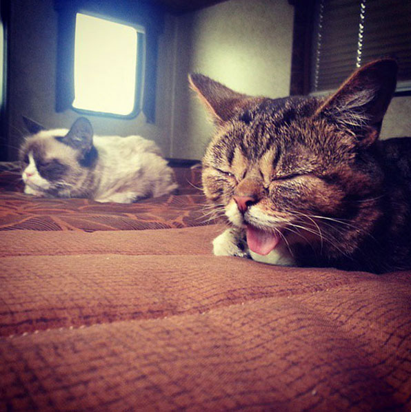 voici-lil-bub-le-chat-le-plus-mignon-du-web-qui-vous-fera-fondre-de-tendresse3