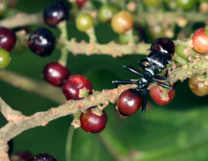 12-effroyables-parasites-qui-prennent-controle-du-corps-de-leur-hote-pour-accomplir-leur-sombre-dessein8