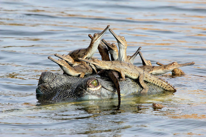 27-photographies-bluffantes-qui-ont-ete-primees-au-wildlife-photographer-201310