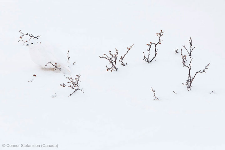 27-photographies-bluffantes-qui-ont-ete-primees-au-wildlife-photographer-201311