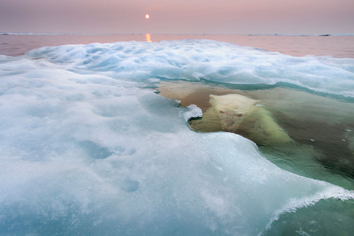 27-photographies-bluffantes-qui-ont-ete-primees-au-wildlife-photographer-201314