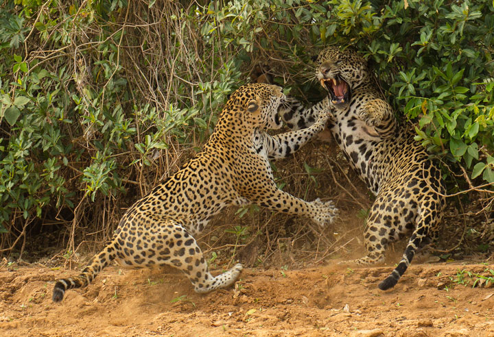 27-photographies-bluffantes-qui-ont-ete-primees-au-wildlife-photographer-201315