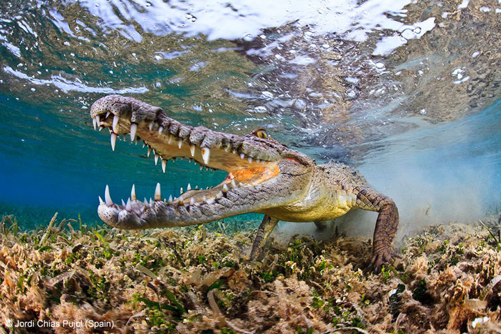 27-photographies-bluffantes-qui-ont-ete-primees-au-wildlife-photographer-201316