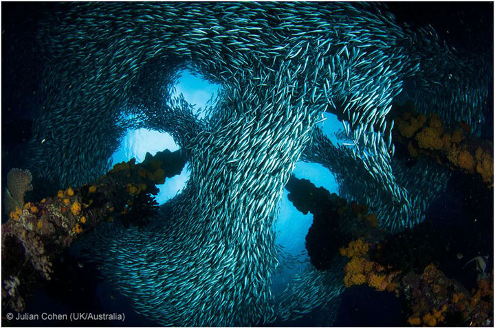 27-photographies-bluffantes-qui-ont-ete-primees-au-wildlife-photographer-201317