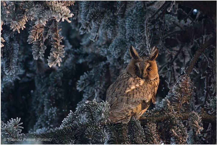 27-photographies-bluffantes-qui-ont-ete-primees-au-wildlife-photographer-201319